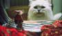 Stuart Little - 8 x 10 Color Photo #2