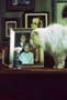 Stuart Little - 8 x 10 Color Photo #4
