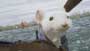 Stuart Little - 8 x 10 Color Photo #20