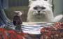 Stuart Little - 8 x 10 Color Photo #23