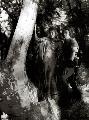 The Adventures of Robin Hood - 8 x 10 B&W Photo #1