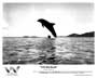 The Big Blue - 8 x 10 B&W Photo #8