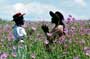 The Color Purple - 8 x 10 Color Photo #17