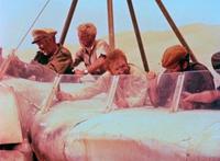 Flight of the Phoenix, The - 8 x 10 Color Photo #5
