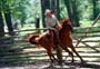 The Horse Whisperer - 8 x 10 Color Photo #16
