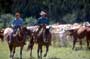 The Horse Whisperer - 8 x 10 Color Photo #19