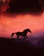 The Horse Whisperer - 8 x 10 Color Photo #20