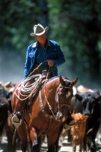 The Horse Whisperer - 8 x 10 Color Photo #15