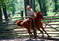The Horse Whisperer - 8 x 10 Color Photo #16