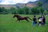 The Horse Whisperer - 8 x 10 Color Photo #18