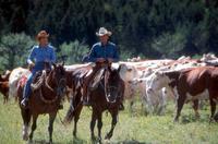 The Horse Whisperer - 8 x 10 Color Photo #19