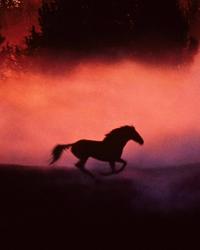 The Horse Whisperer - 8 x 10 Color Photo #20