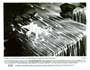 The Land Before Time - 8 x 10 B&W Photo #7