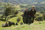 The Last Samurai - 8 x 10 Color Photo #2