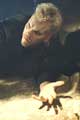 The Lost Boys - 8 x 10 Color Photo #18
