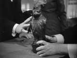 The Maltese Falcon - 8 x 10 Color Photo #46