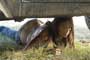 The Texas Chainsaw Massacre: The Beginning - 8 x 10 Color Photo #3