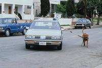 Turner and Hooch - 8 x 10 Color Photo #1