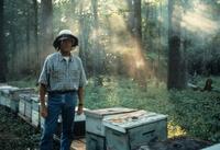 Ulee's Gold - 8 x 10 Color Photo #1