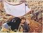 Walkabout - 8 x 10 Color Photo #4