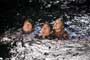 War of the Worlds - 8 x 10 Color Photo #28
