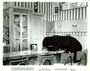 Zebra in the Kitchen - 8 x 10 B&W Photo #1
