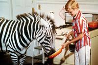 Zebra in the Kitchen - 8 x 10 Color Photo #8