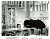 Zebra in the Kitchen - 8 x 10 B&W Photo #1